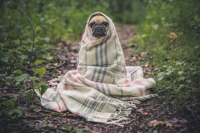 dog wrapped in blanket