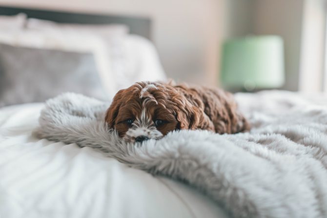 puppy lying on bed, sleep