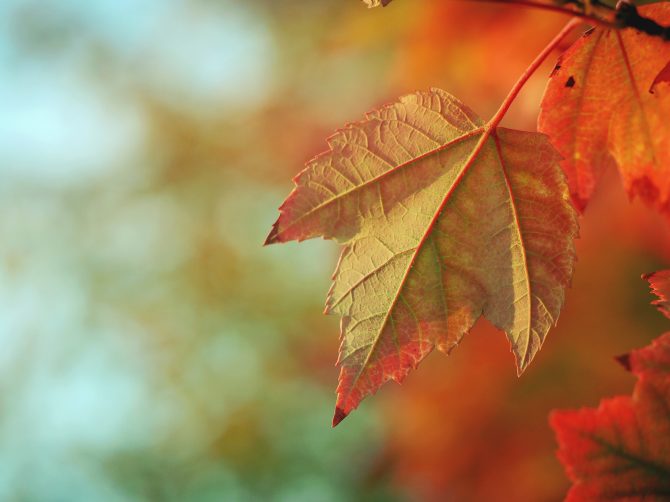 dorm decorations, fall leaves