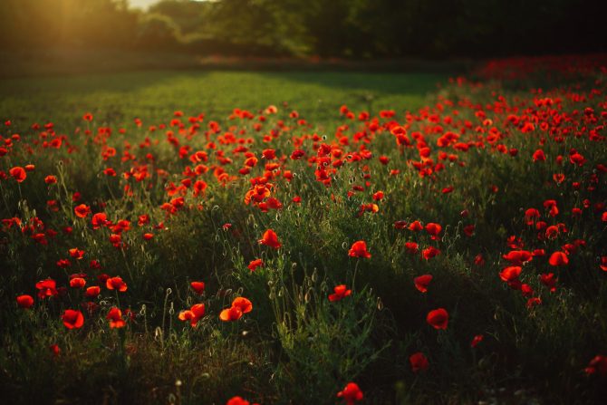 poppy fields